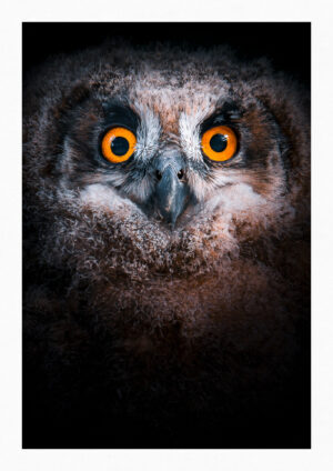 Bubo Bubo