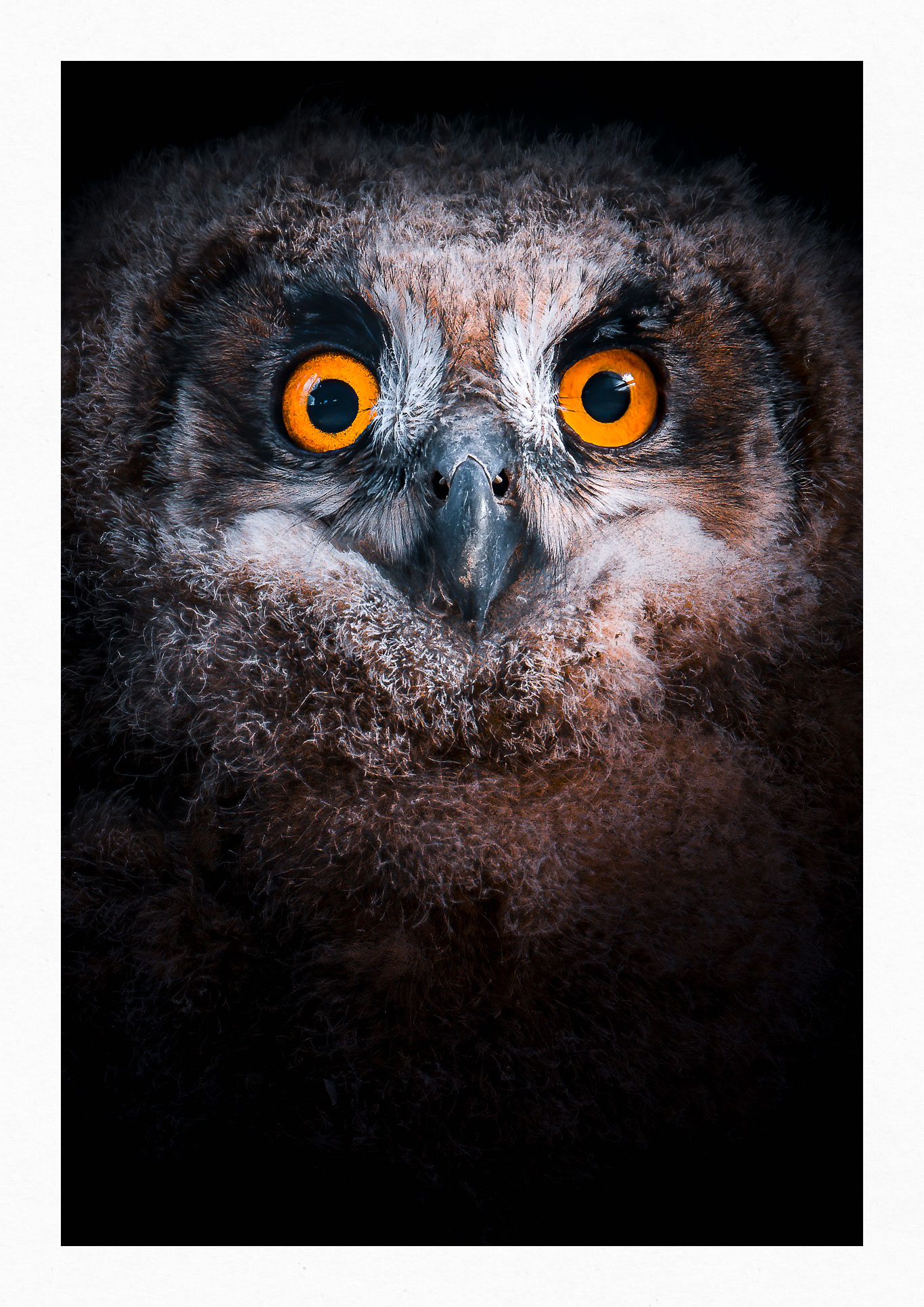 Bubo Bubo
