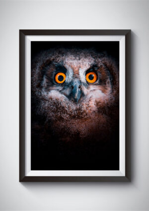 Bubo Bubo