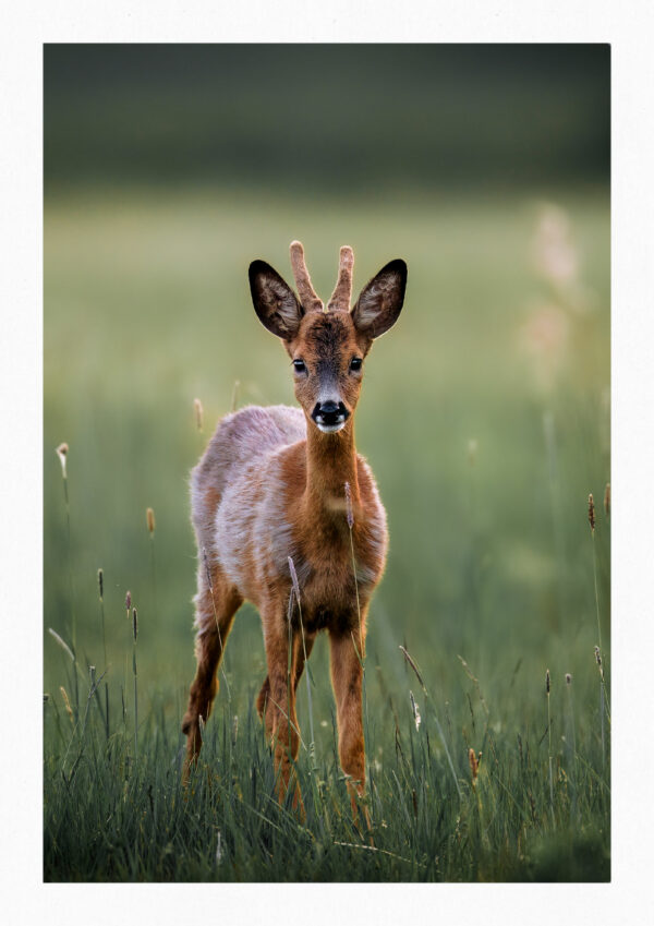 Bambi