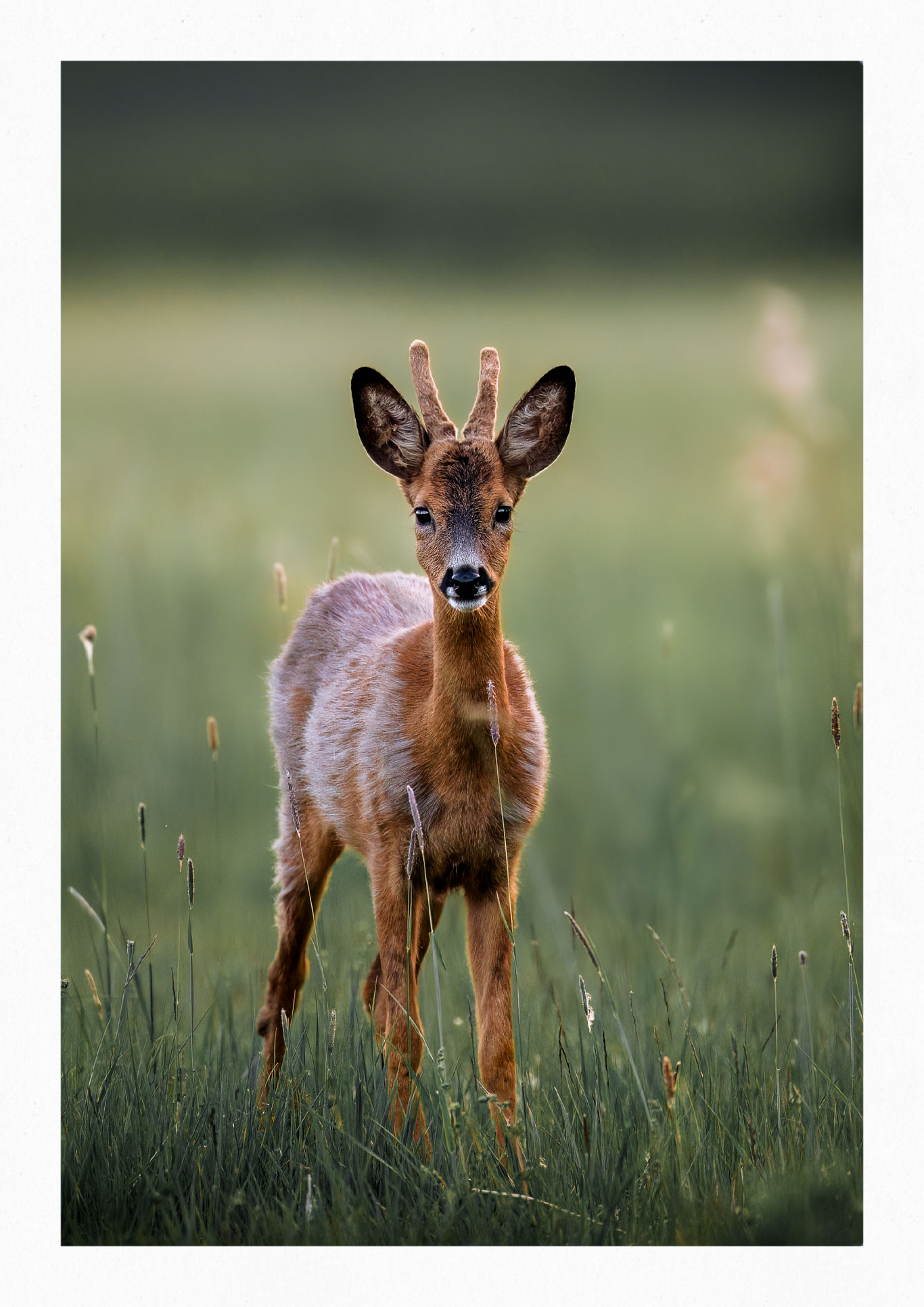Bambi