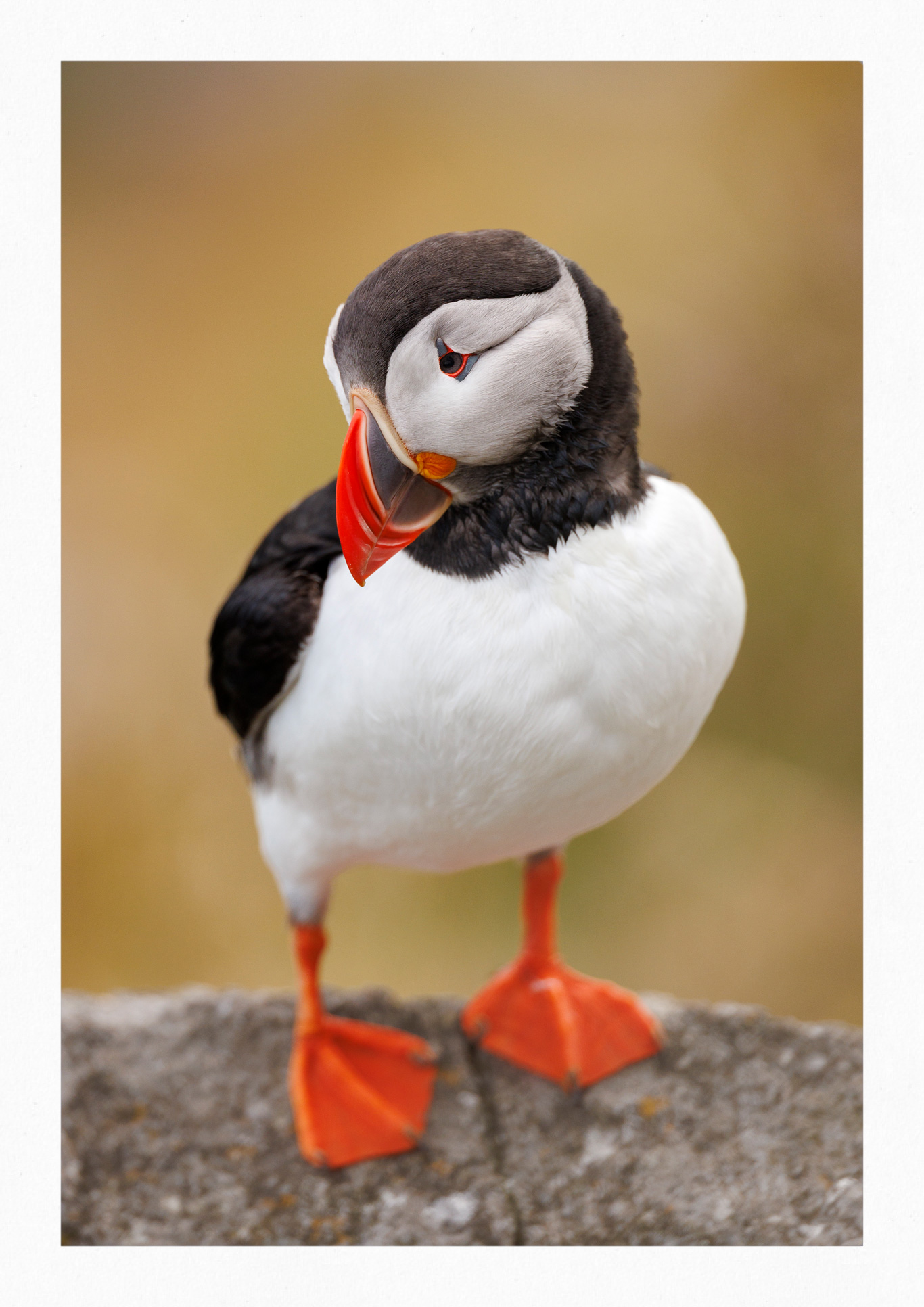Puffin
