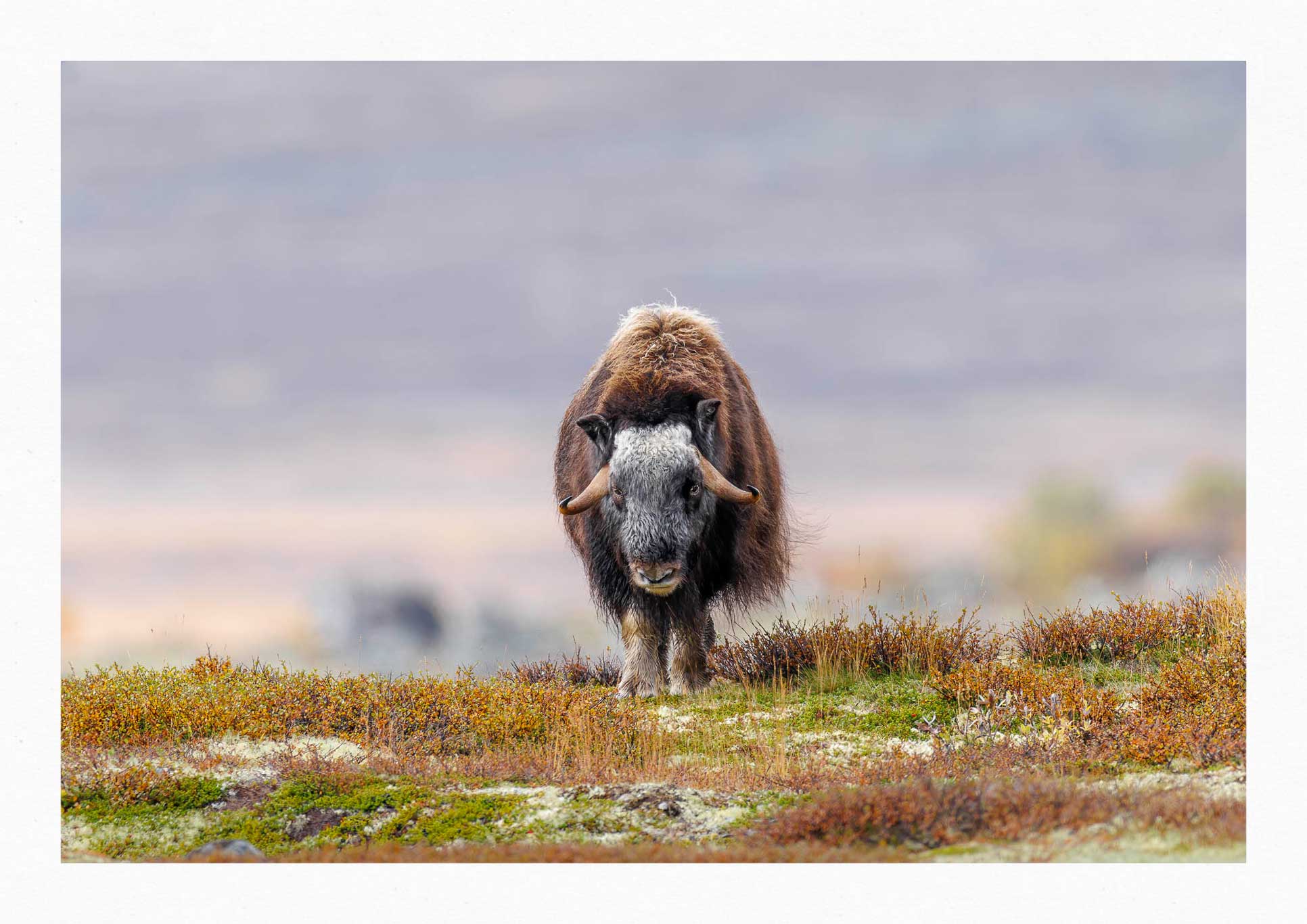 Dovrefjell - Förundran i dess Skönhet 4