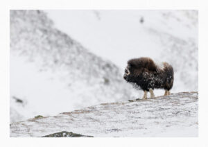 Dovrefjell - Förundran i dess Skönhet 6