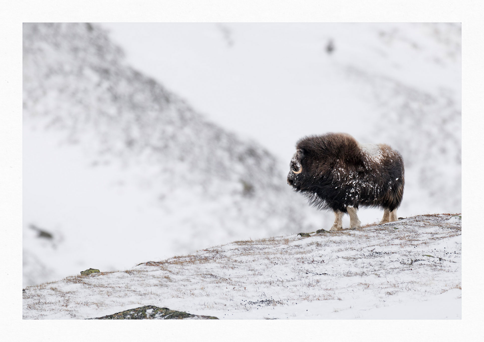 Dovrefjell - Förundran i dess Skönhet 6