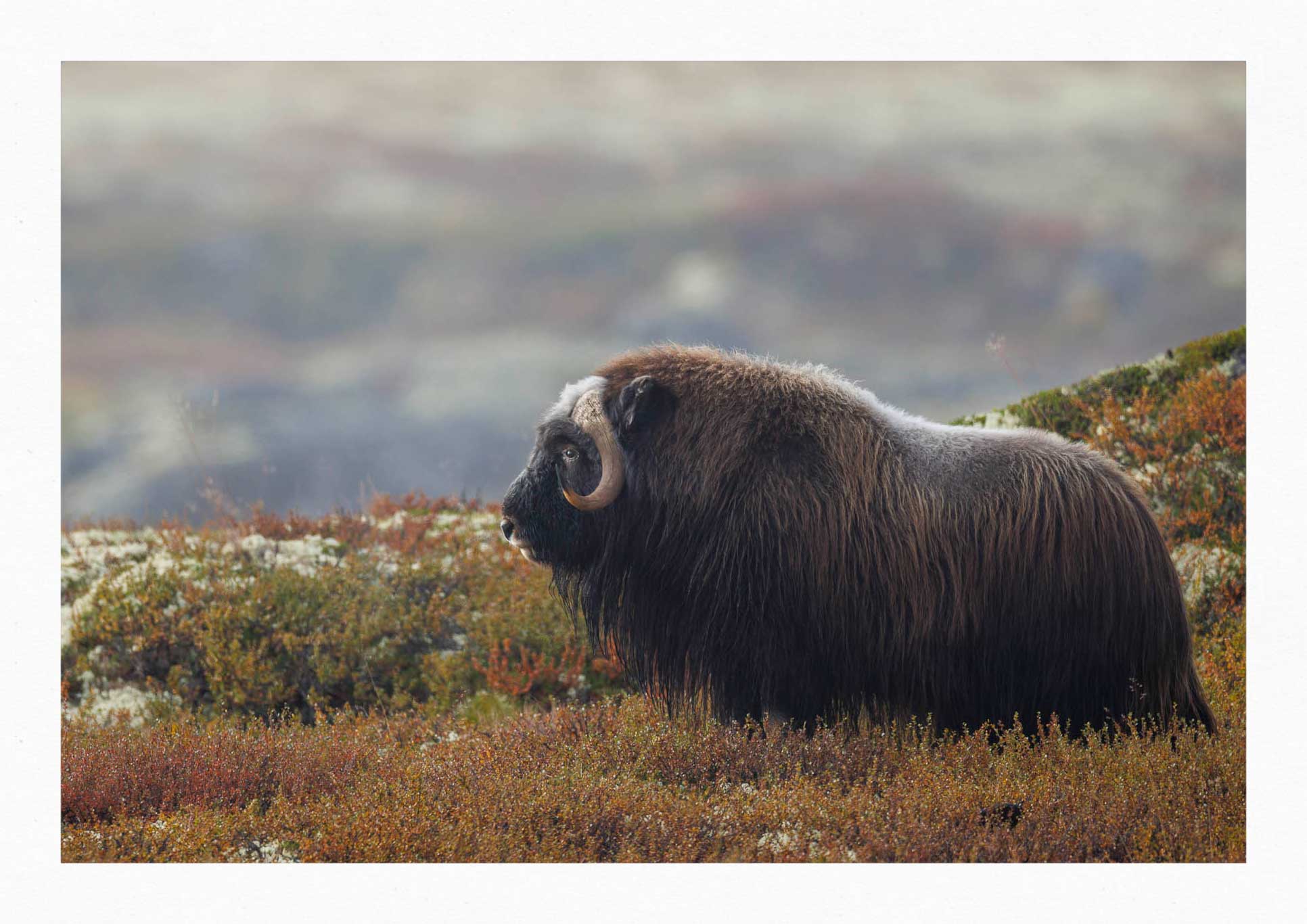 Dovrefjell - Förundran i dess Skönhet 3