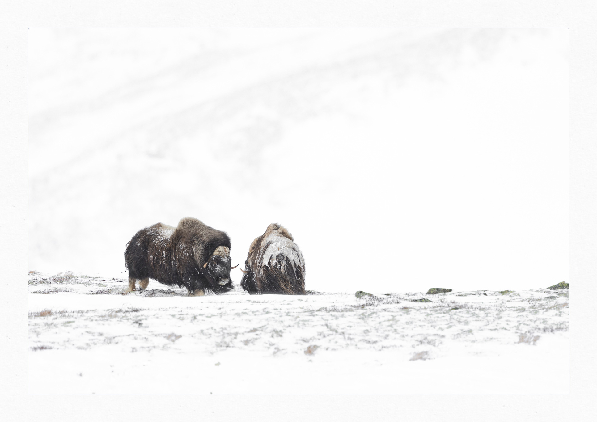 Dovrefjell - Förundran i dess Skönhet 2