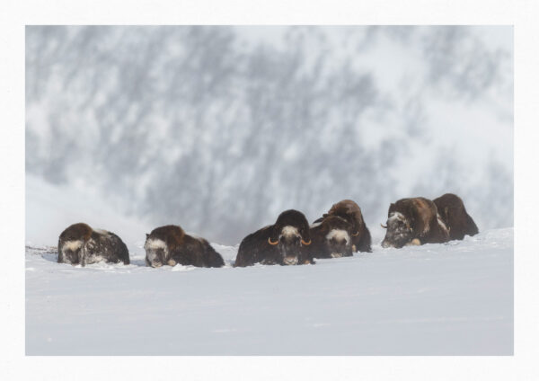 Dovrefjell - Förundran i dess Skönhet 1