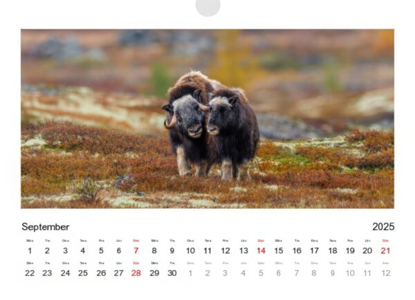 Kalender 2025 - Bild 10