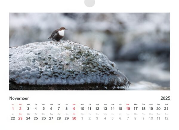 Kalender 2025 - Bild 12